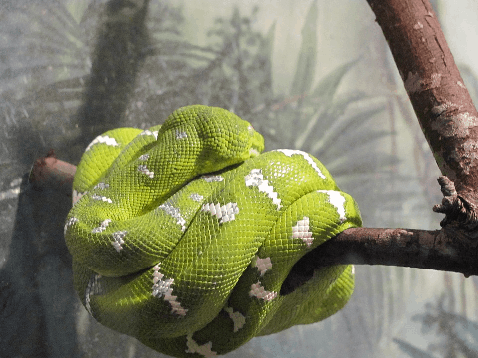 Amazing Creatures Found in the World&#8217;s Largest Rainforest