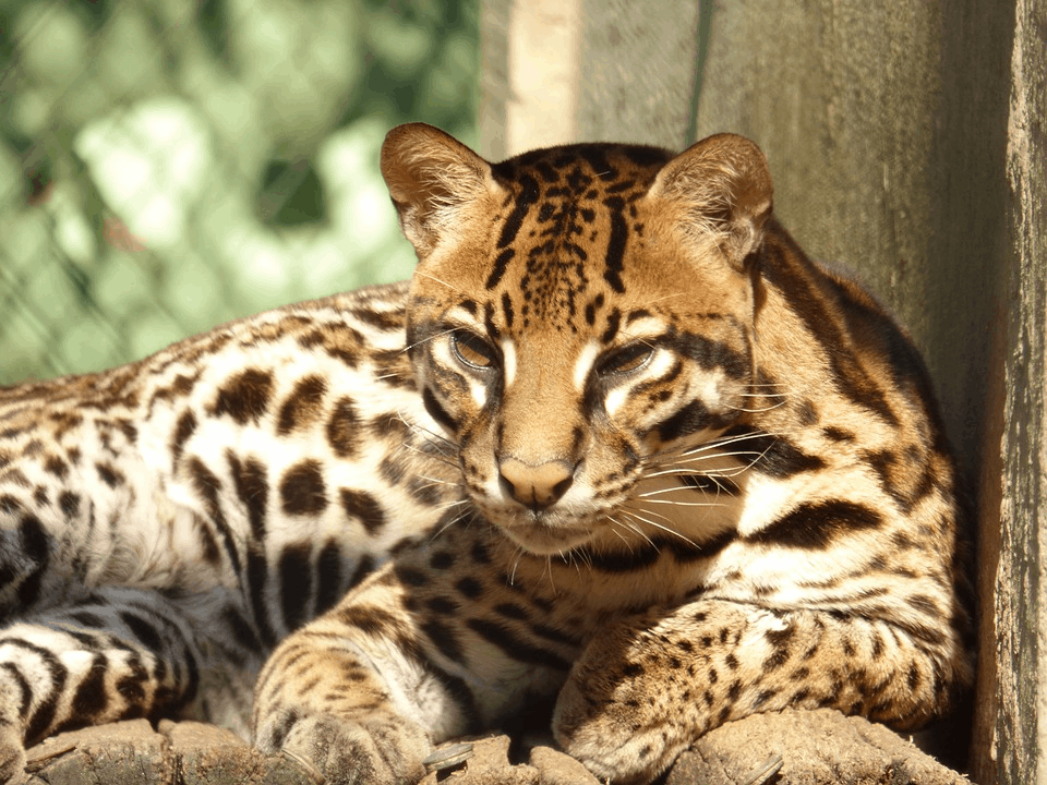 Amazing Creatures Found in the World&#8217;s Largest Rainforest