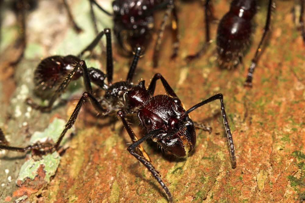 Amazing Creatures Found in the World&#8217;s Largest Rainforest