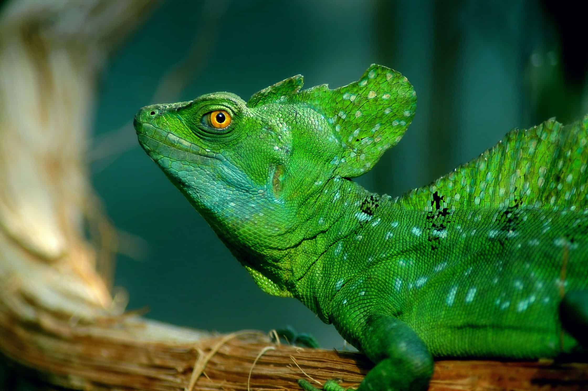 Amazing Creatures Found in the World&#8217;s Largest Rainforest