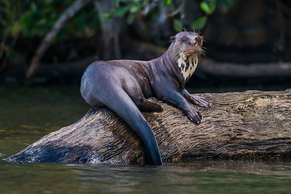 30 Animals Brought Back from the Brink of Extinction