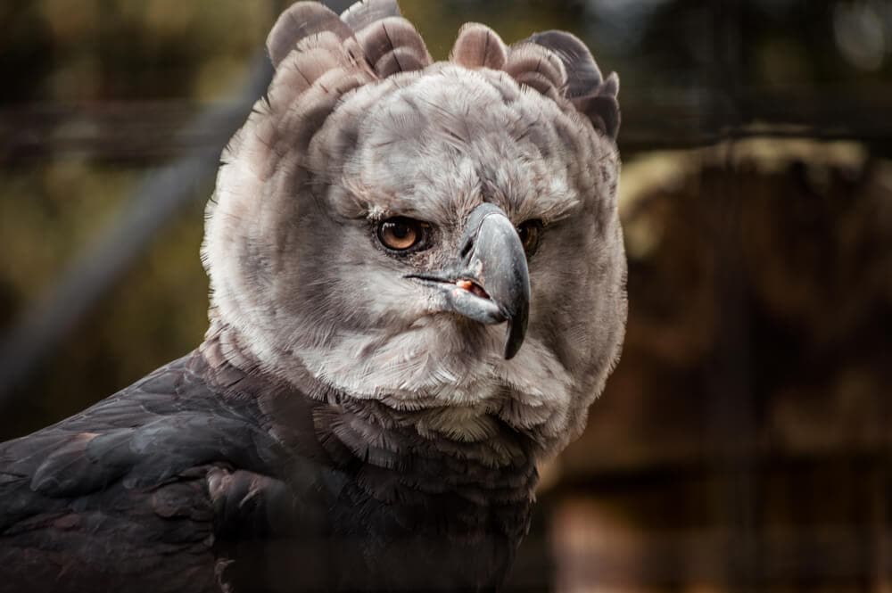 Amazing Creatures Found in the World&#8217;s Largest Rainforest