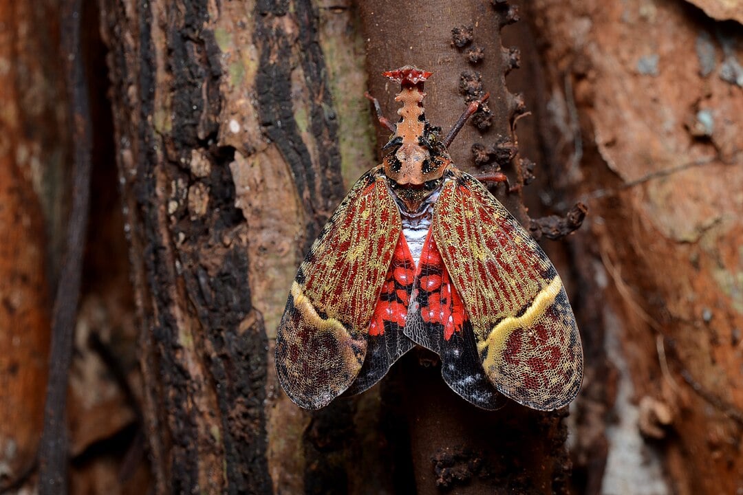 Amazing Creatures Found in the World&#8217;s Largest Rainforest