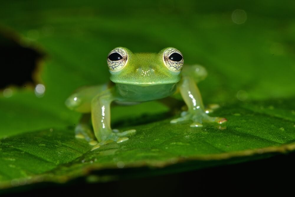 Amazing Creatures Found in the World&#8217;s Largest Rainforest