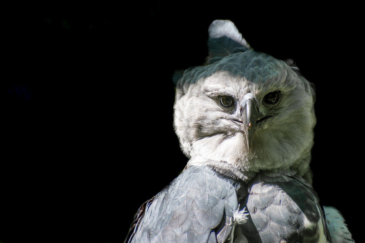 Amazing Creatures Found in the World&#8217;s Largest Rainforest