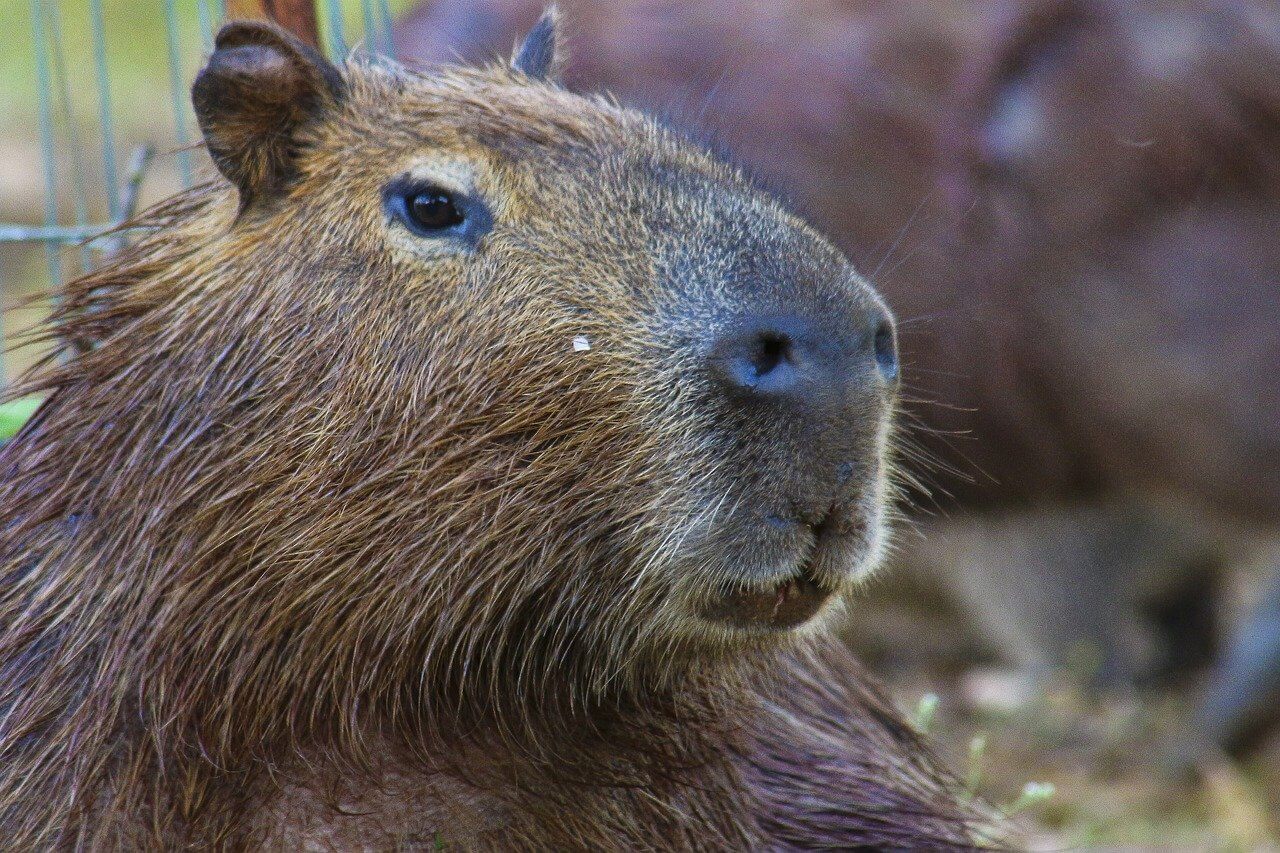 Amazing Creatures Found in the World&#8217;s Largest Rainforest