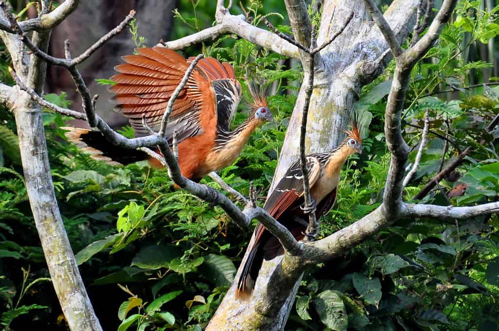 Amazing Creatures Found in the World&#8217;s Largest Rainforest