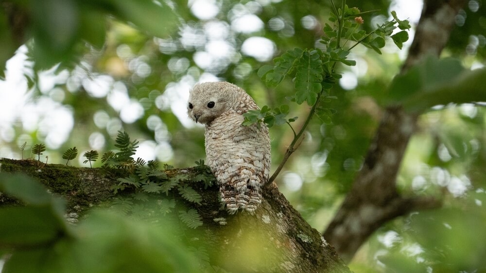 Amazing Creatures Found in the World&#8217;s Largest Rainforest