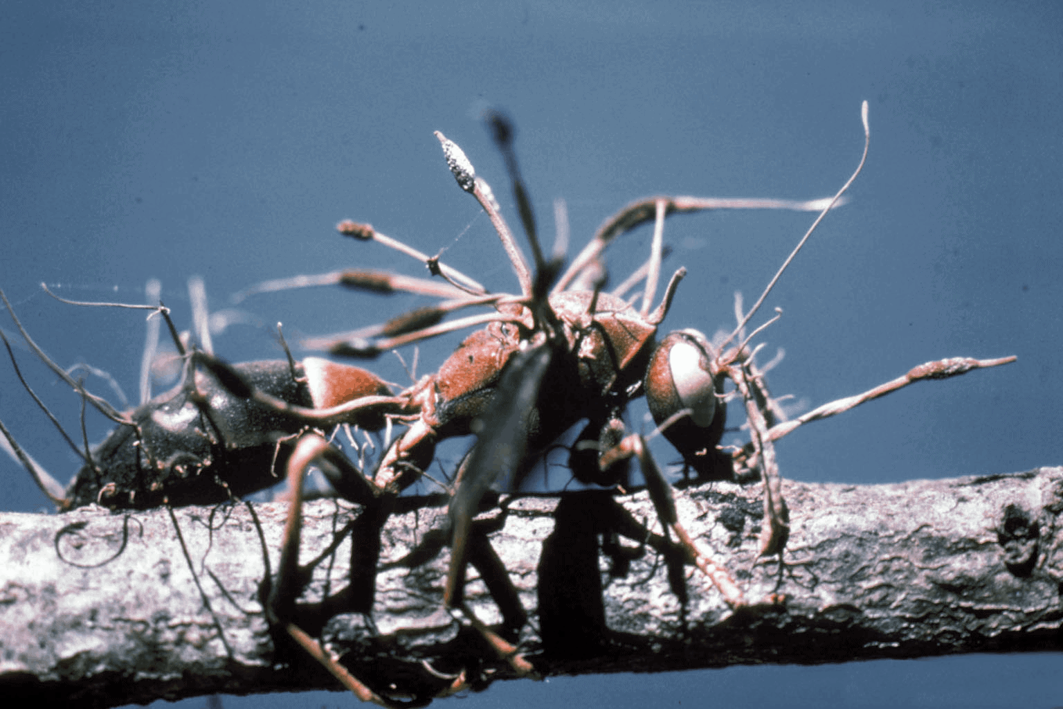 Amazing Creatures Found in the World&#8217;s Largest Rainforest