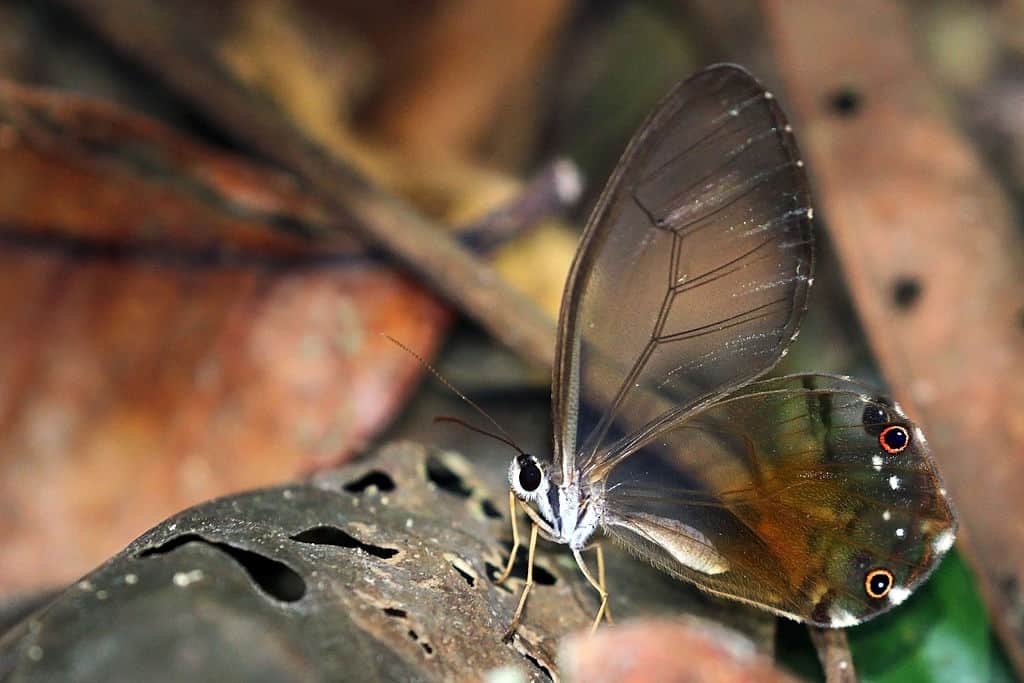 Amazing Creatures Found in the World&#8217;s Largest Rainforest