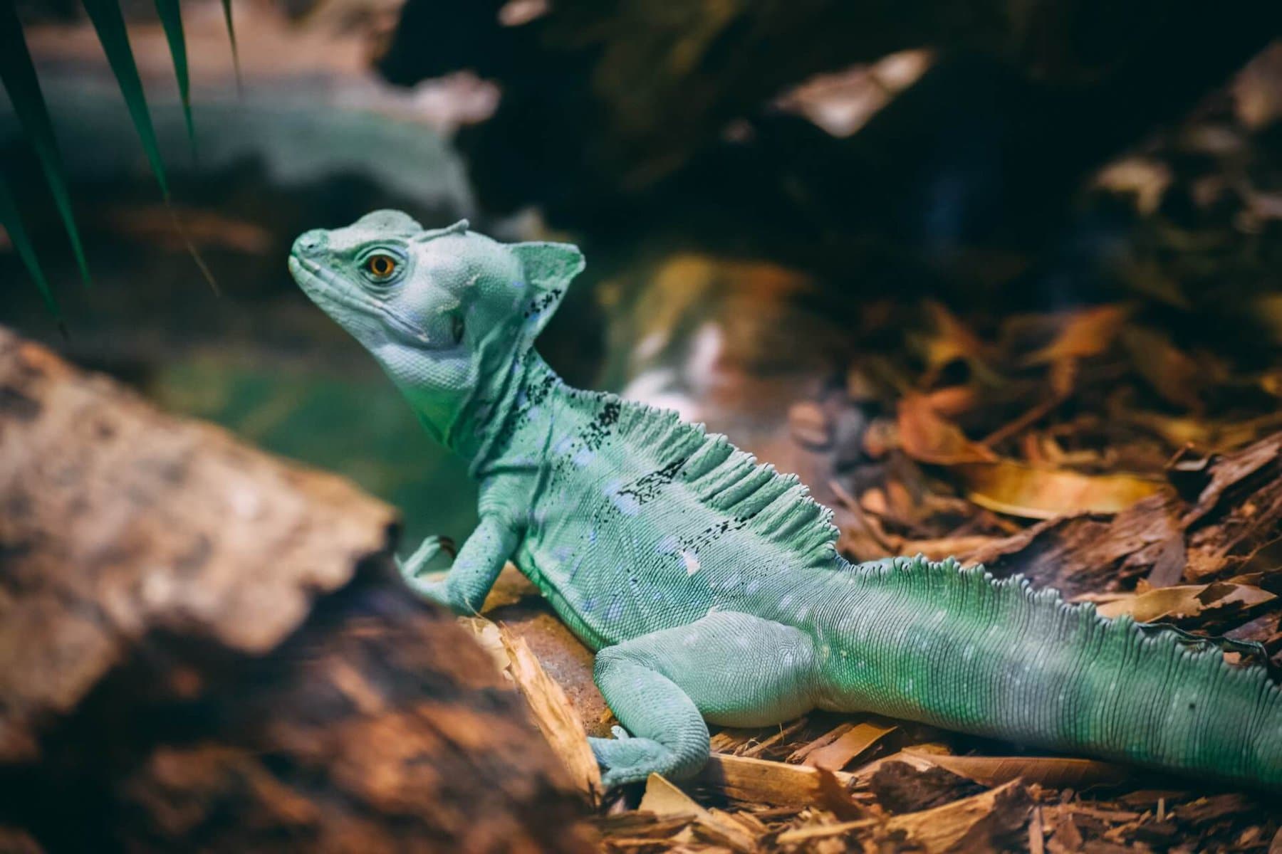 Amazing Creatures Found in the World&#8217;s Largest Rainforest