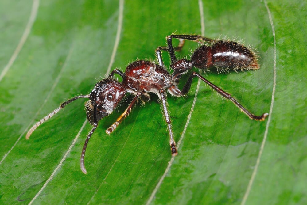 Amazing Creatures Found in the World&#8217;s Largest Rainforest