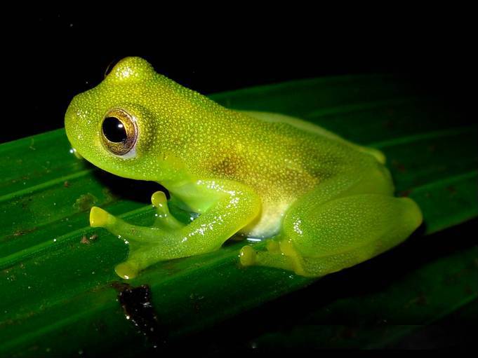 Amazing Creatures Found in the World&#8217;s Largest Rainforest