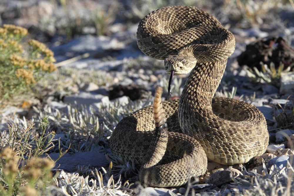 Amazing Creatures Found in the World&#8217;s Largest Rainforest