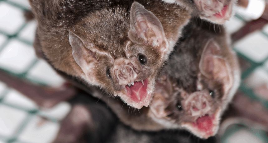 Amazing Creatures Found in the World&#8217;s Largest Rainforest