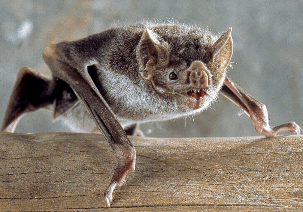 Amazing Creatures Found in the World&#8217;s Largest Rainforest