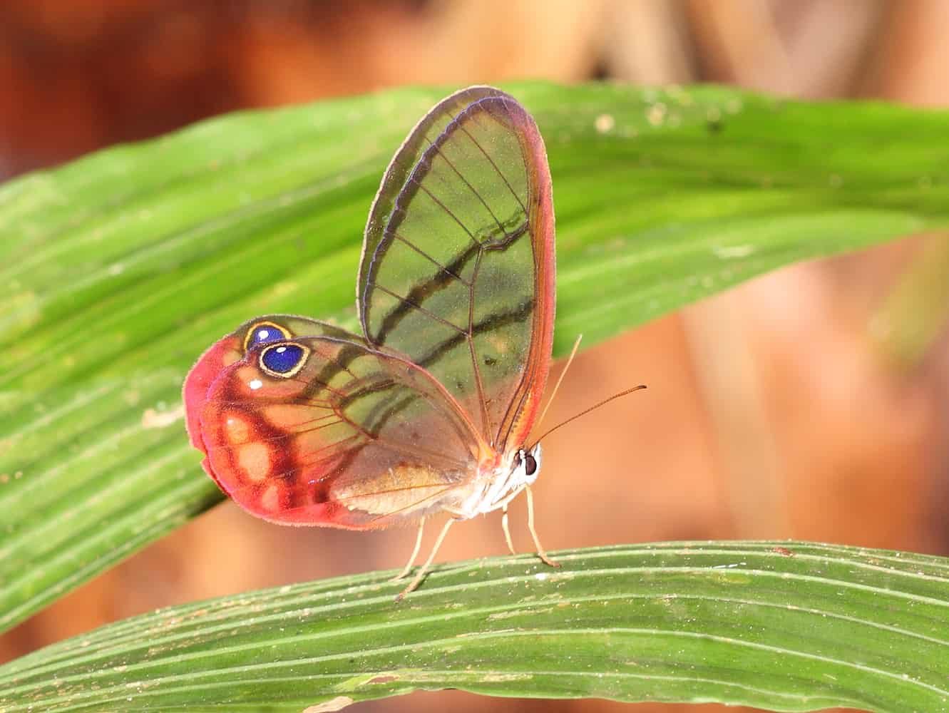 Amazing Creatures Found in the World&#8217;s Largest Rainforest