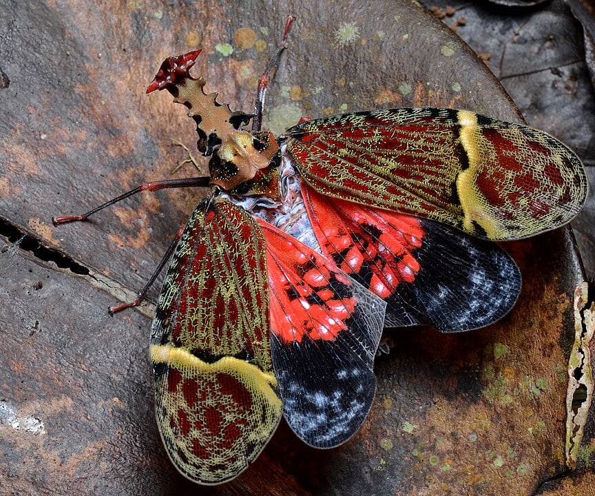 Amazing Creatures Found in the World&#8217;s Largest Rainforest