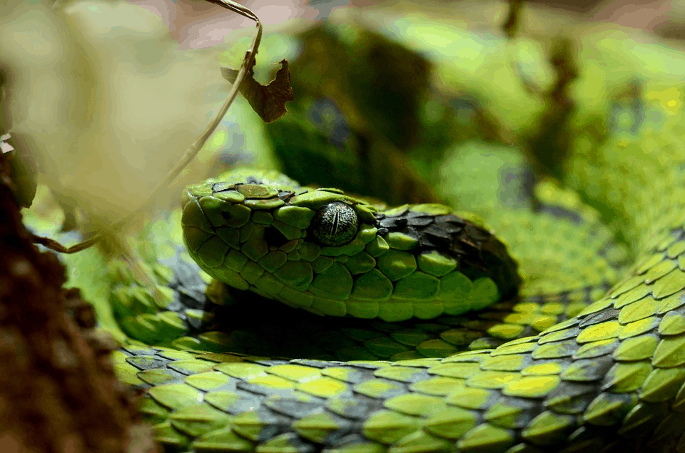 Amazing Creatures Found in the World&#8217;s Largest Rainforest