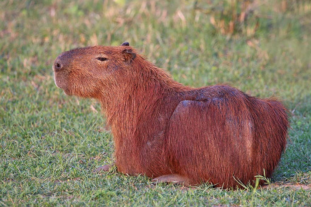 Amazing Creatures Found in the World&#8217;s Largest Rainforest