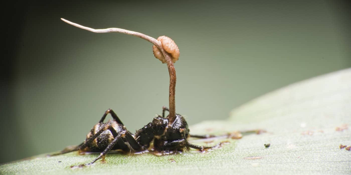 Amazing Creatures Found in the World&#8217;s Largest Rainforest