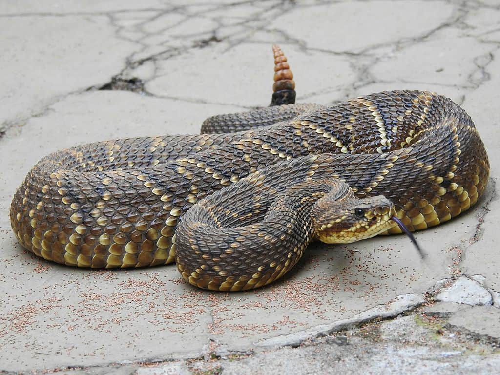 Amazing Creatures Found in the World&#8217;s Largest Rainforest