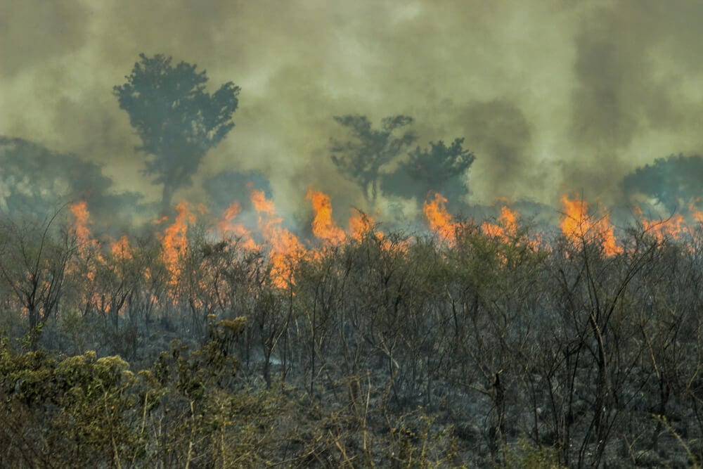 Hidden Secrets Of The Amazon Rainforest