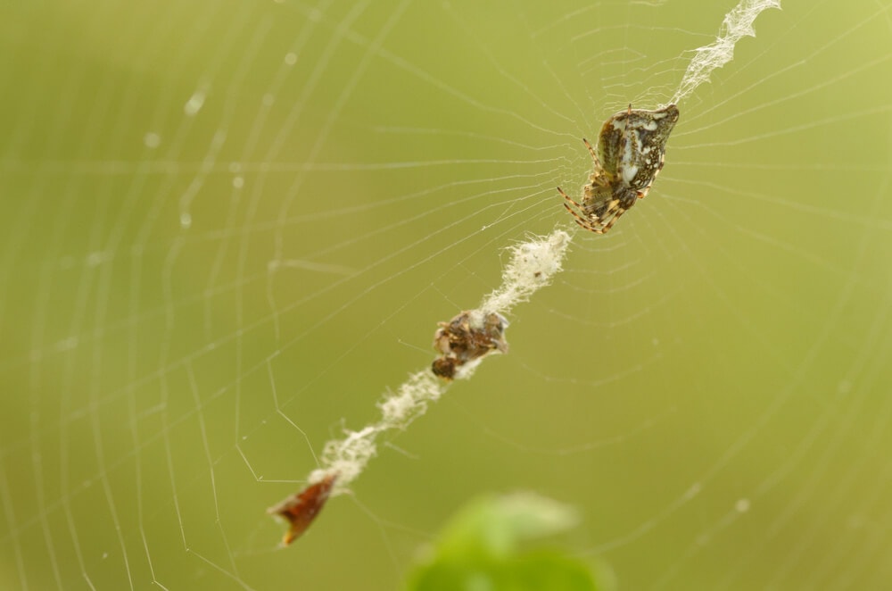 Hidden Secrets Of The Amazon Rainforest