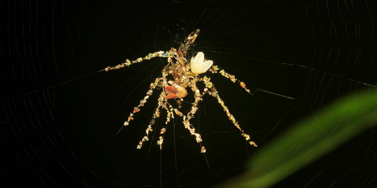 Hidden Secrets Of The Amazon Rainforest