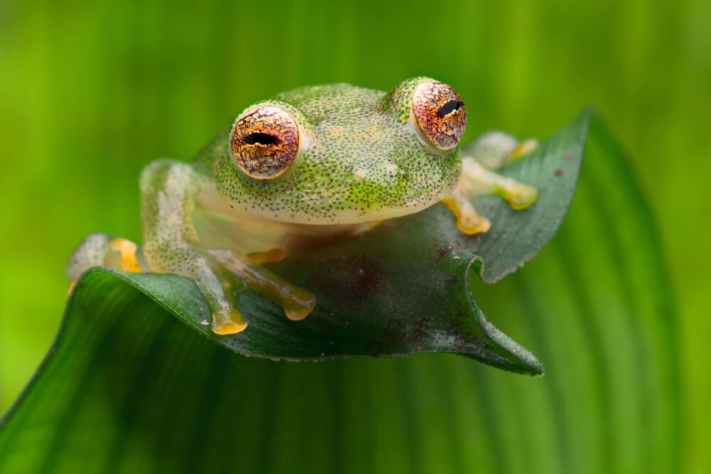 Hidden Secrets Of The Amazon Rainforest