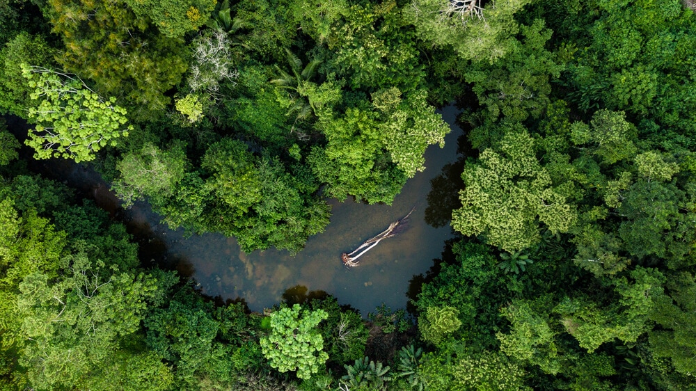 Hidden Secrets Of The Amazon Rainforest