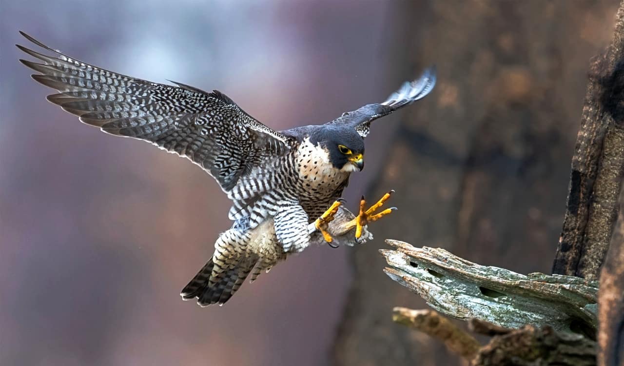 The Fastest Animals on the Planet Today