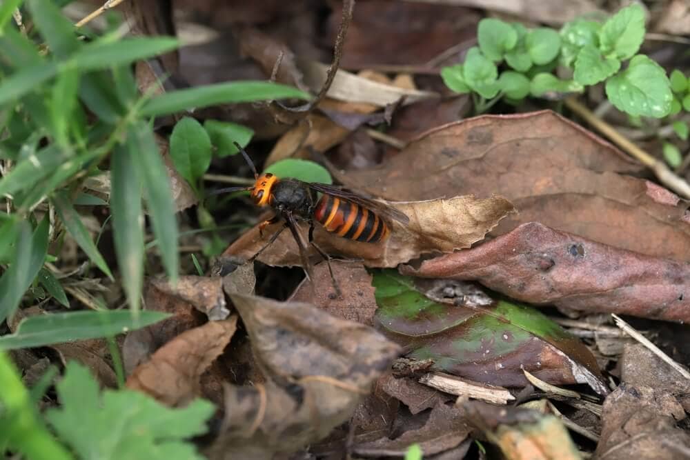 The World&#8217;s Creepiest Insects That Will Make Anybody&#8217;s Skin Crawl