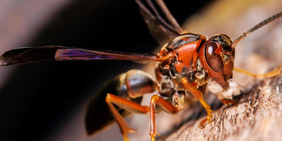 The World&#8217;s Creepiest Insects That Will Make Anybody&#8217;s Skin Crawl