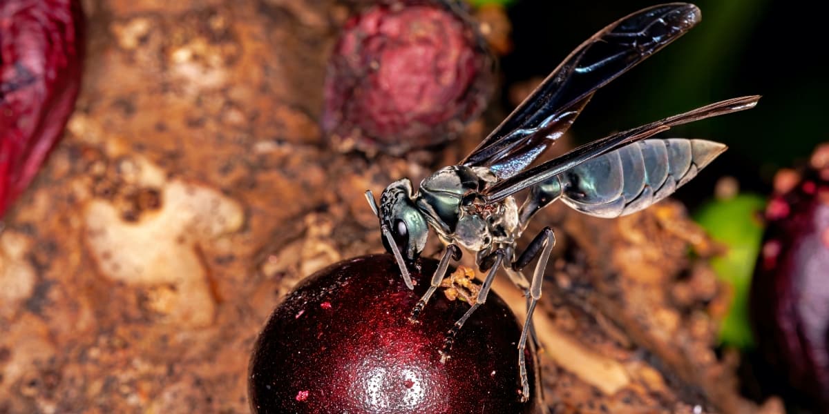 The World&#8217;s Creepiest Insects That Will Make Anybody&#8217;s Skin Crawl