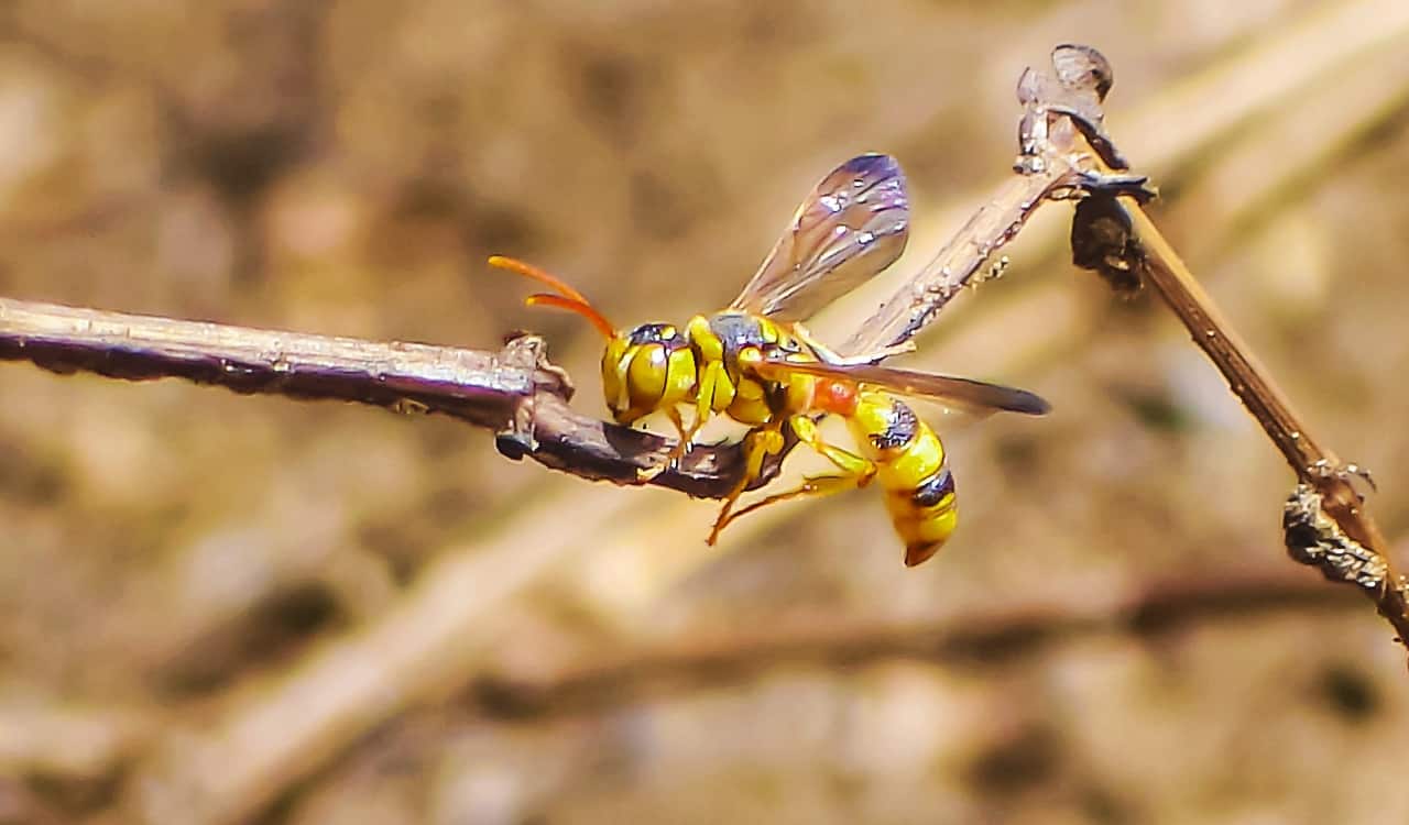 The World&#8217;s Creepiest Insects That Will Make Anybody&#8217;s Skin Crawl