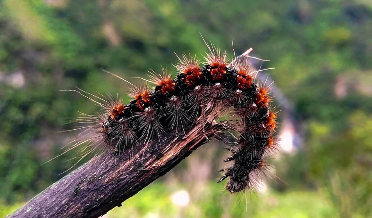 The World&#8217;s Creepiest Insects That Will Make Anybody&#8217;s Skin Crawl