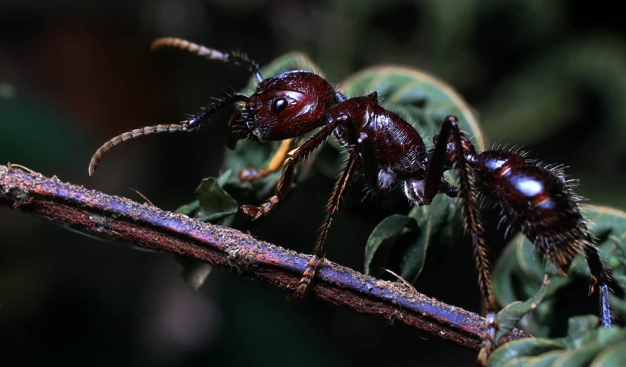 The World&#8217;s Creepiest Insects That Will Make Anybody&#8217;s Skin Crawl