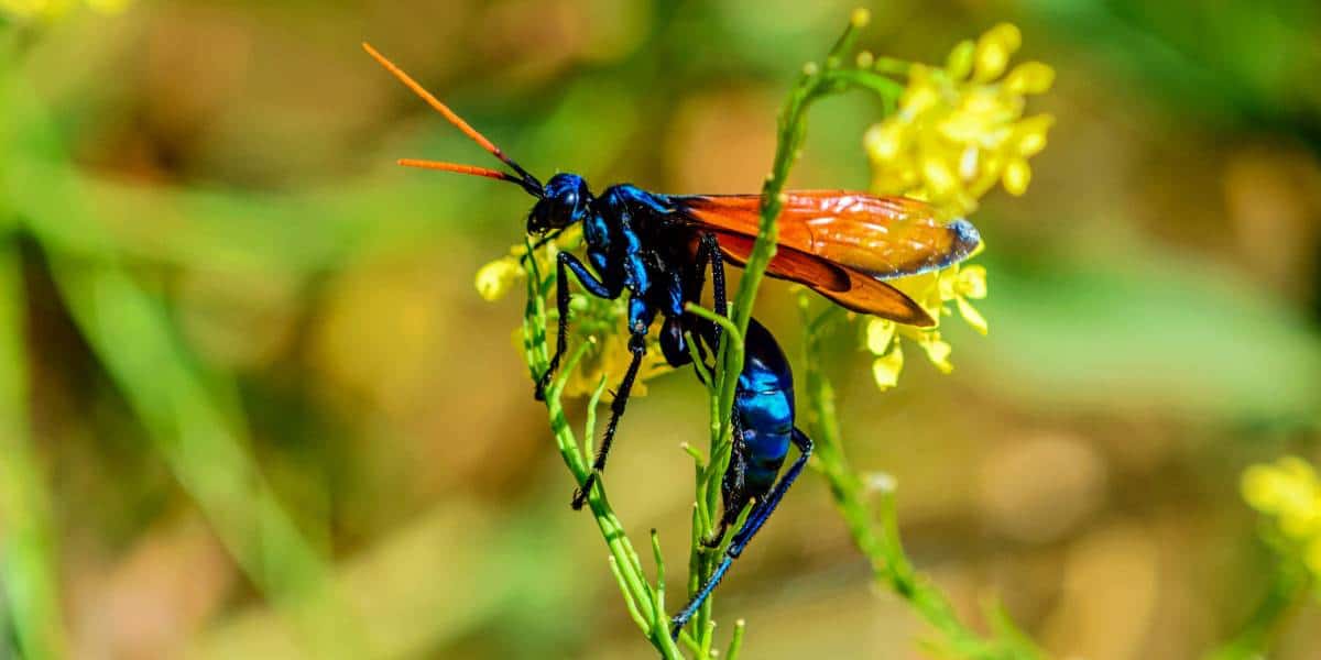 The World&#8217;s Creepiest Insects That Will Make Anybody&#8217;s Skin Crawl