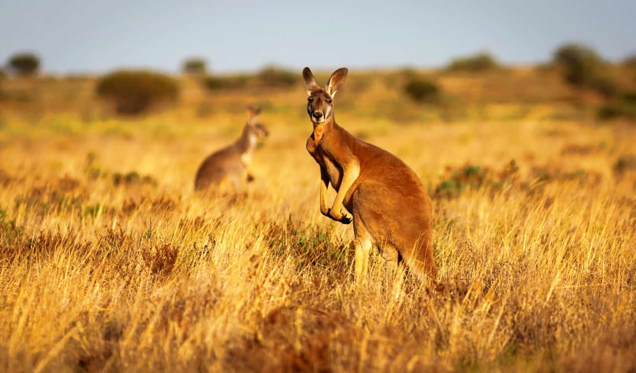 The Fastest Animals on the Planet Today