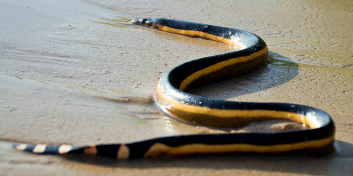 The Most Venomous Snakes On Planet Earth Today