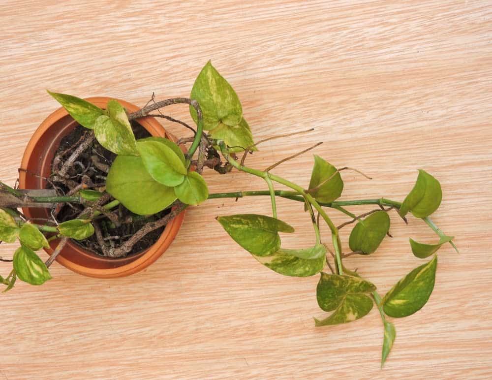 Exploring If Indoor Plants Really Improve Air Quality