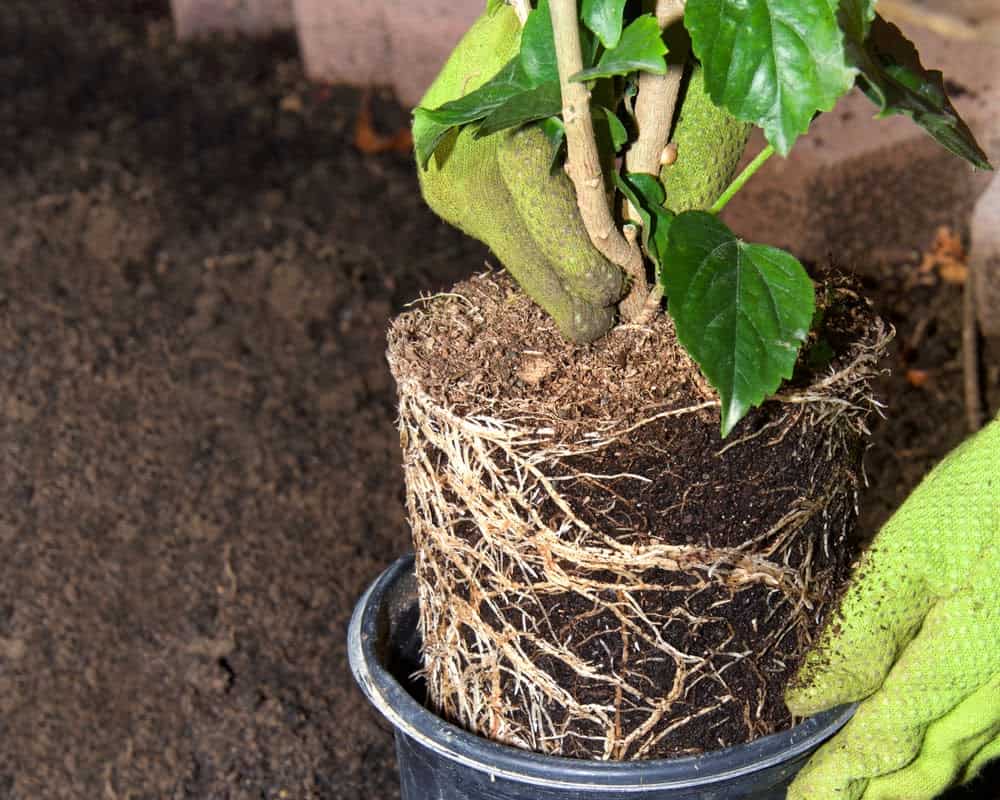 Exploring If Indoor Plants Really Improve Air Quality