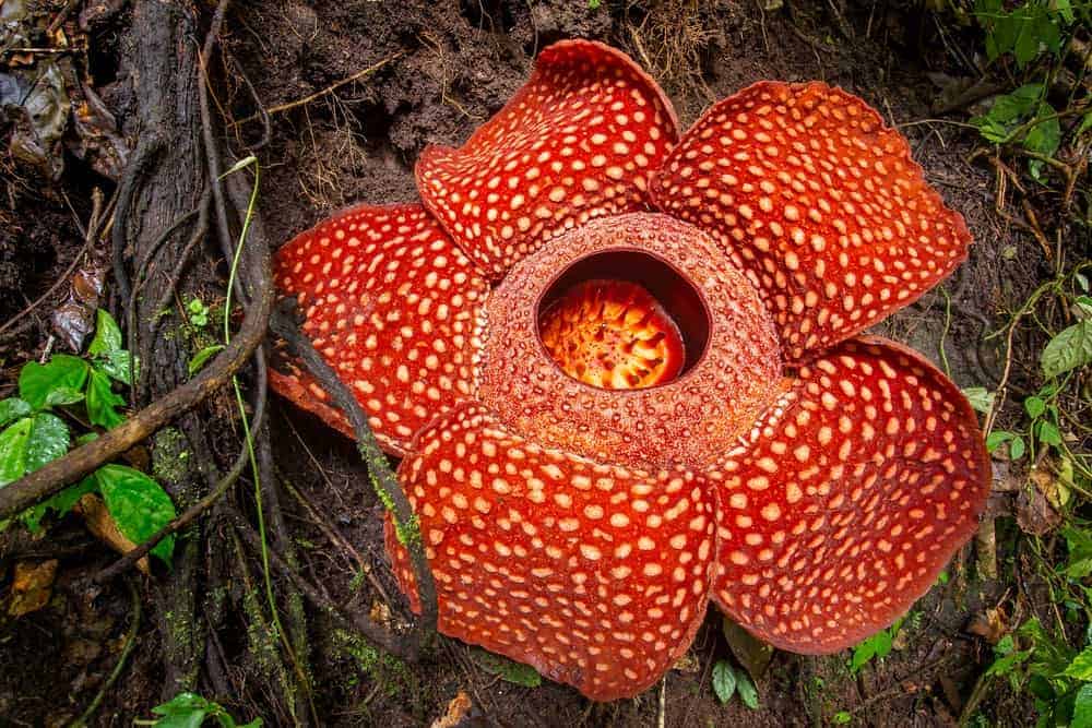 38 of the Strangest Plant Species 