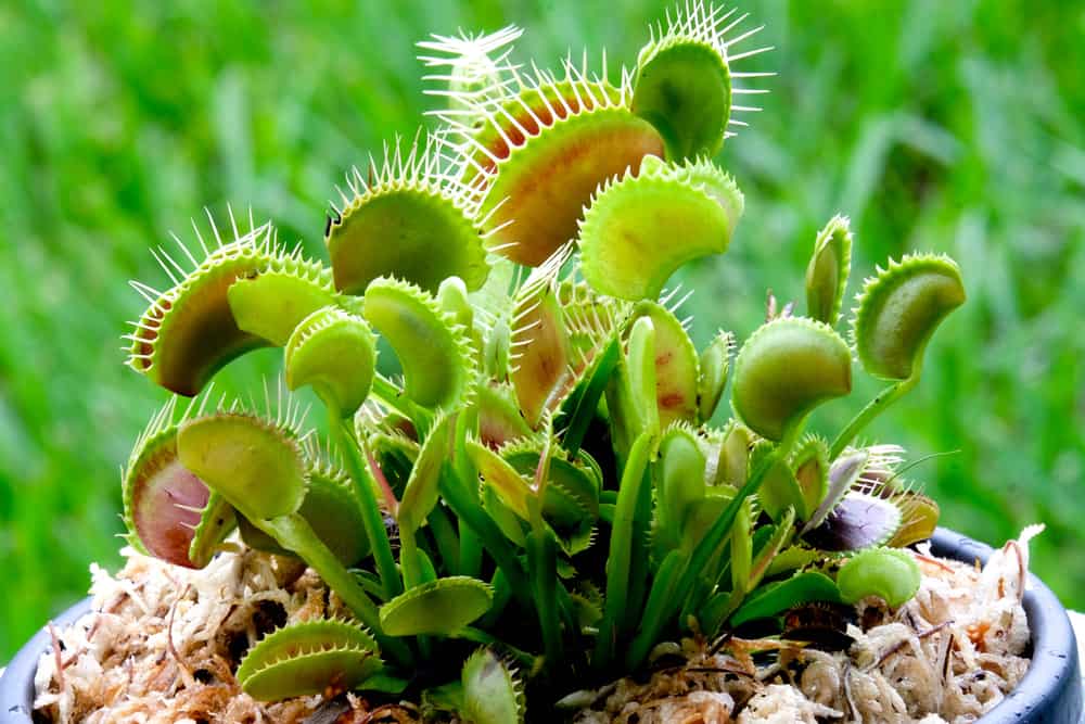 The Venus Flytrap Isn’t the Only Carnivorous Plant