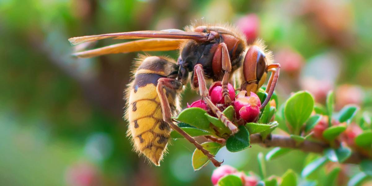 The 25 Most Painful Bites And Stings On The Planet