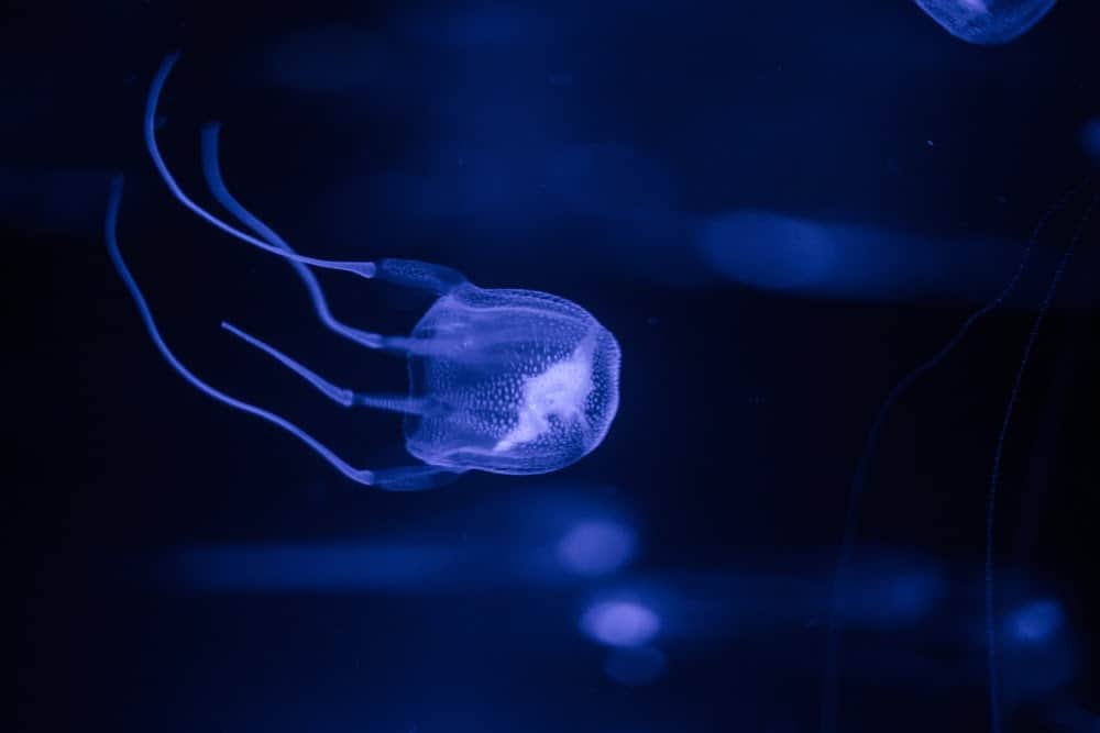 Jellyfish Snot Can Sting a Human Without Even Touching Skin