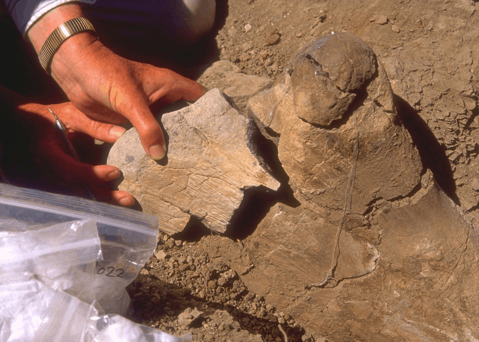 The Groundbreaking Discovery of a Tiny T-Rex in Utah