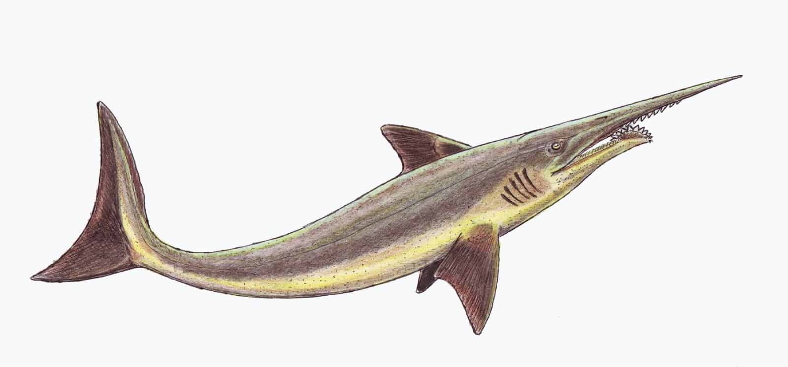 A List of Ancient Sharks from Small to Scary