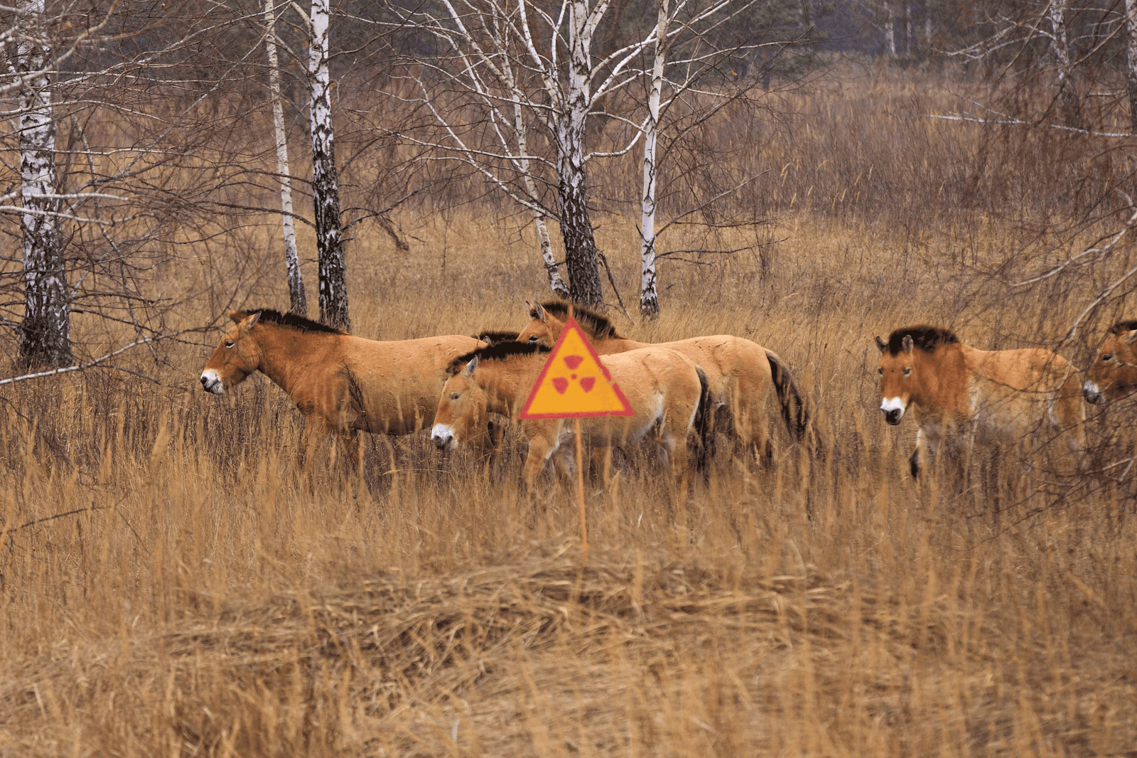 The Dog Descendants Who Survived Chernobyl Can be Adopted